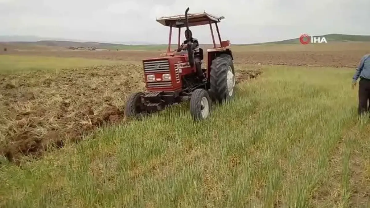 Kuraklık ürünleri yaktı, tarlalar otlak oldu