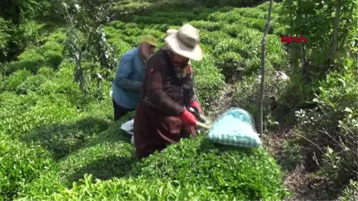 RİZE DOĞU KARADENİZ\'DE YAŞ ÇAY HASADI BAŞLADI