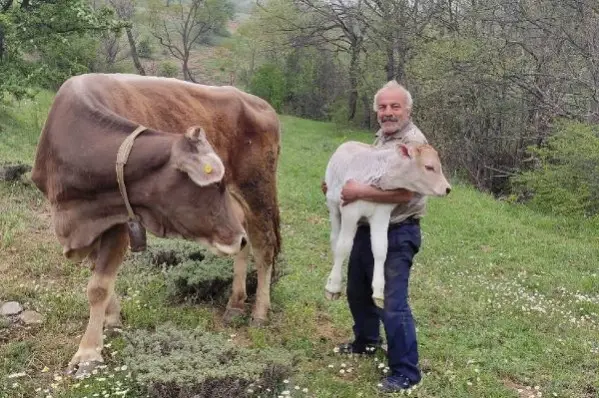 Ordu Da 1 Inek Kaybeden Vatandas Uc Gun Sonra 2 Tane Inek Buldu Son Dakika