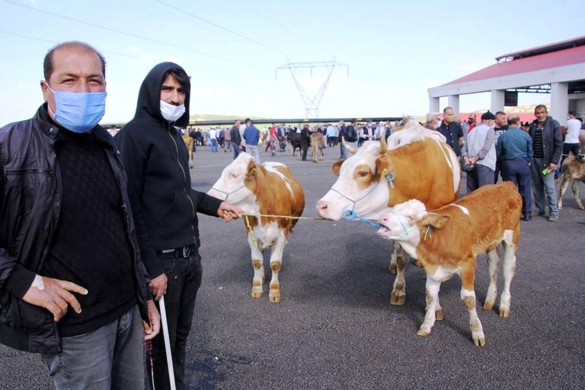 Bayburt\'ta hayvan pazarı, tekrardan açıldı