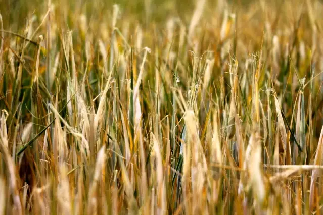 Çankırı'da tarlalar kuraklık sebebiyle erken hasat edilmeye başlandı Çankırı'da tarlalar kuraklık sebebiyle erken hasat edilmeye başlandı