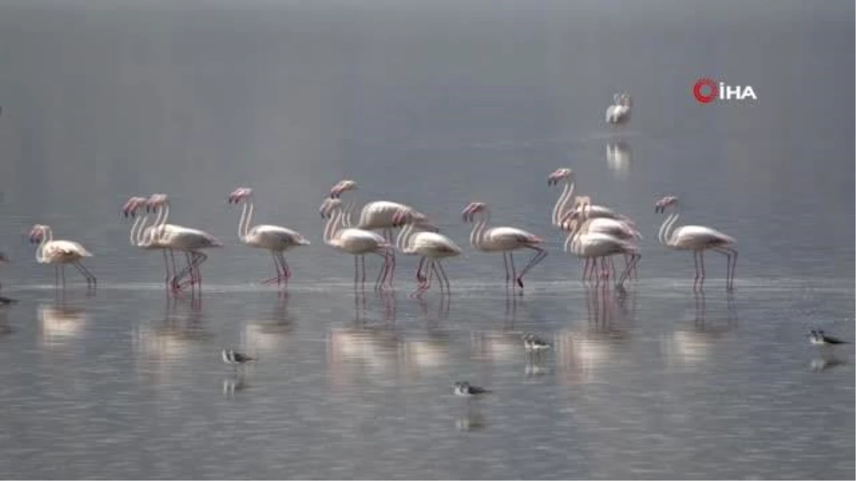 Son dakika: Çardak\'ın yerleşik flamingolarından görsel şölen
