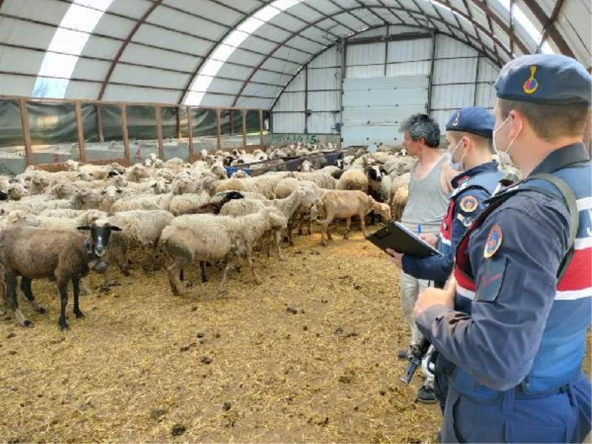 Çoban, çalıştığı çiftlikten 13 koyun çaldı