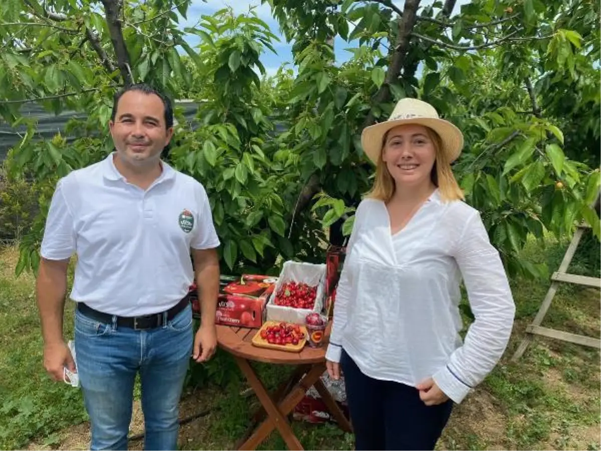 Kemalpaşa kirazı, dünya ligine hazırlanıyor