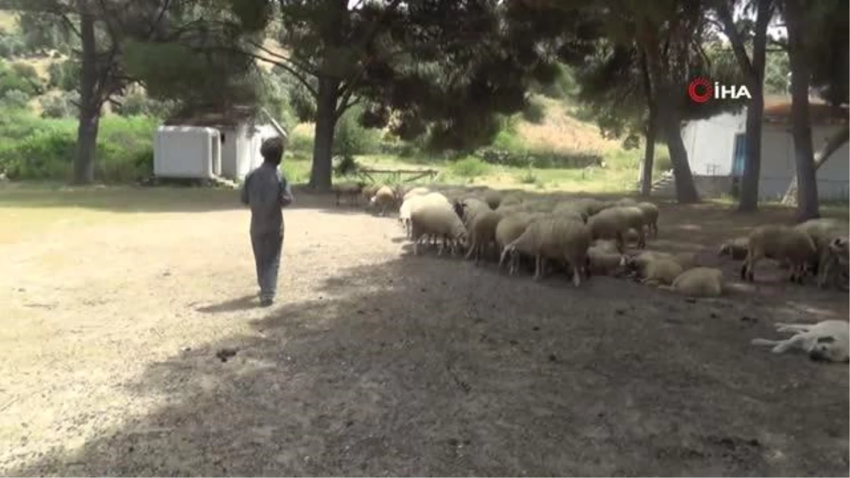 Kendini koyunlara adadı, 23 yıldır çobanlık mesleğini keyifle yapıyor