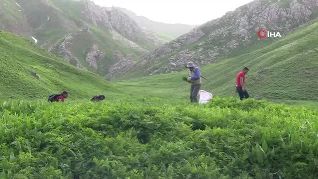 Otlu peynir yapmak için yaylaları doldurdular