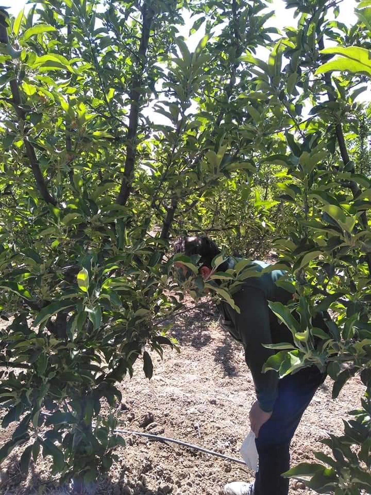 Seydişehir\'de bahçelerde bitki hastalık ve zararlarına karşı kontroller yapıyor