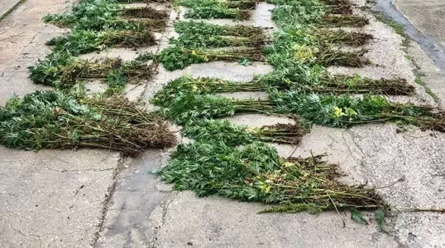 Site sakinlerinin yabani ot sandığı bitkiler, Hint keneviri çıktı