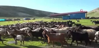 Yaylaya çıkan göçerler üretime başladı