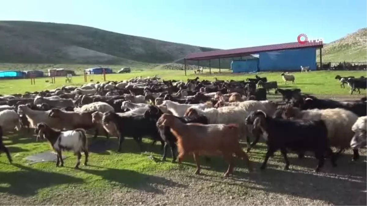 Yaylaya çıkan göçerler üretime başladı