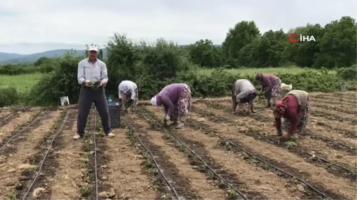 Yenice\'nin kapya cinsi kırmızıbiber fideleri toprakla buluştu