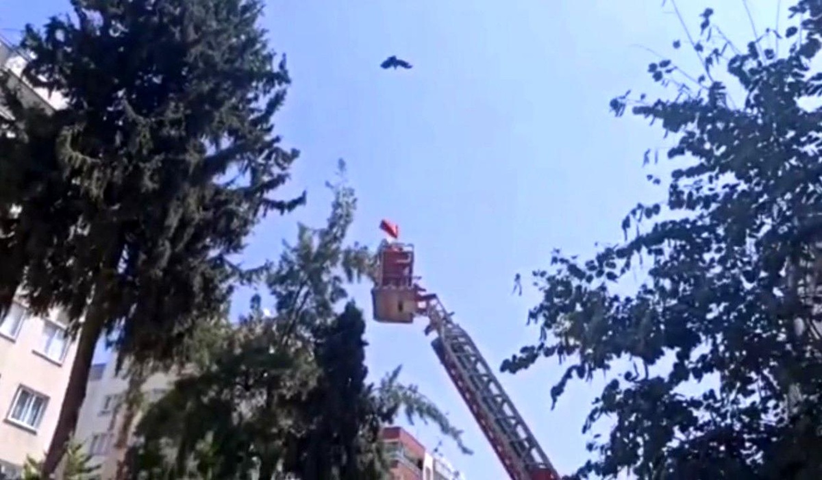 Son dakika haberleri... Anne karga itfaiye ekiplerine zor anlar yaşattı