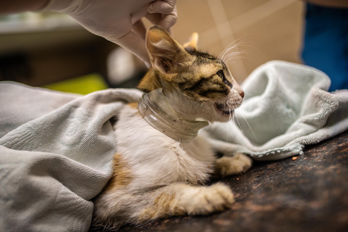 İzmir\'de kafası cam kavanoza sıkışan kedi, hayvanseverlerin seferber olmasıyla kurtarıldı