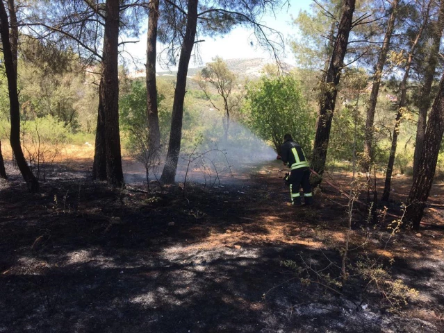 Muğla'da çıkan yangında zeytin ve kızılçam ağaçları zarar gördü