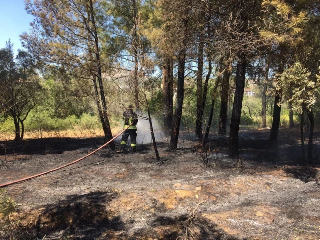 Muğla'da çıkan yangında zeytin ve kızılçam ağaçları zarar gördü