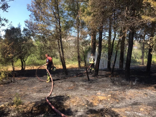 Muğla'da çıkan yangında zeytin ve kızılçam ağaçları zarar gördü