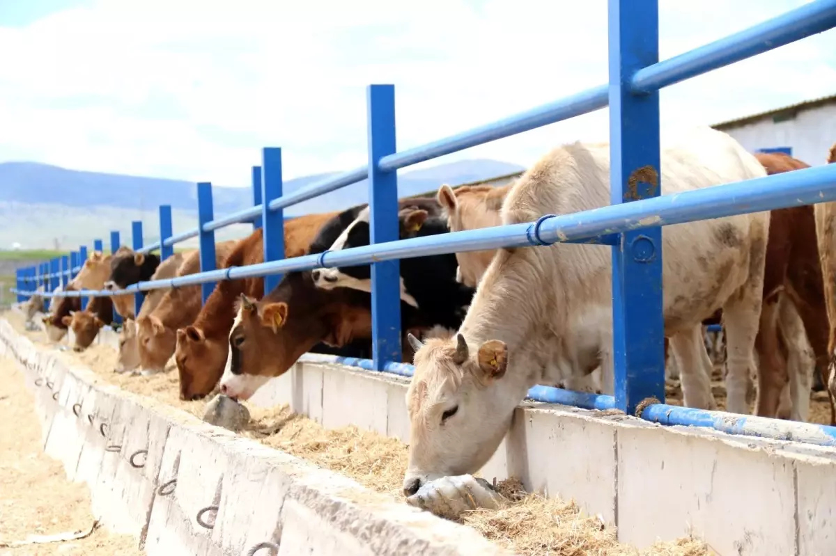 Yem fiyatları arttı, kurbanlık fiyatları yerinde saydı