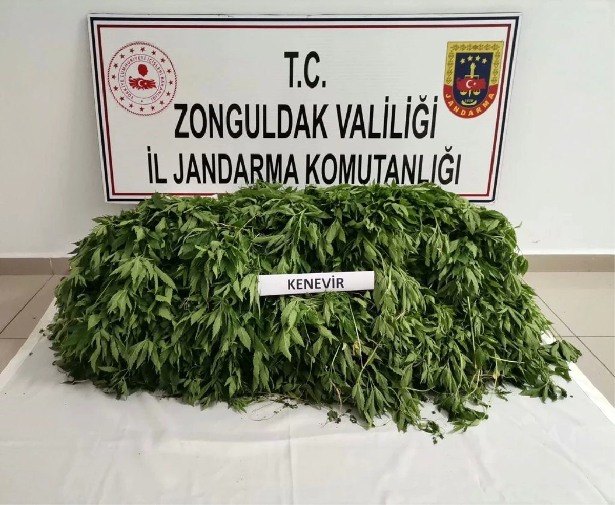 Zonguldak Jandarmasından dev uyuşturucu operasyonu