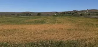 Ankara Bala'da tahıl alanlarında yüzde 70 ürün kaybı yaşandı