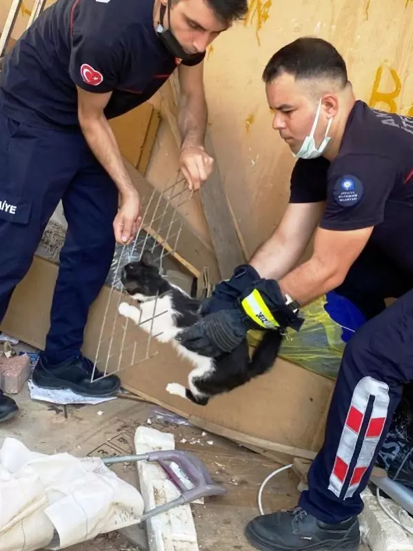 Başı tel örgüye sıkışan kediyi kurtarma çalışmalarını ağlayarak izledi