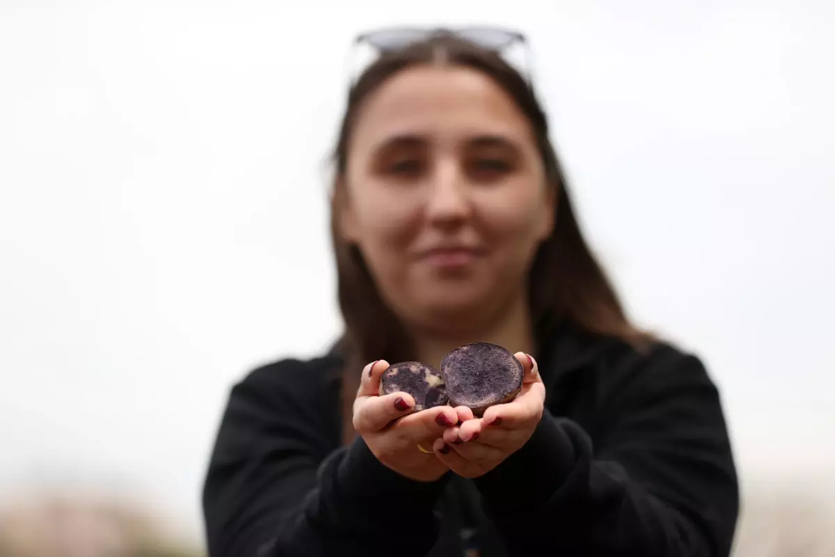 130 yıllık tarım lisesinde mor patates üretiminden yüksek verim hedefleniyor