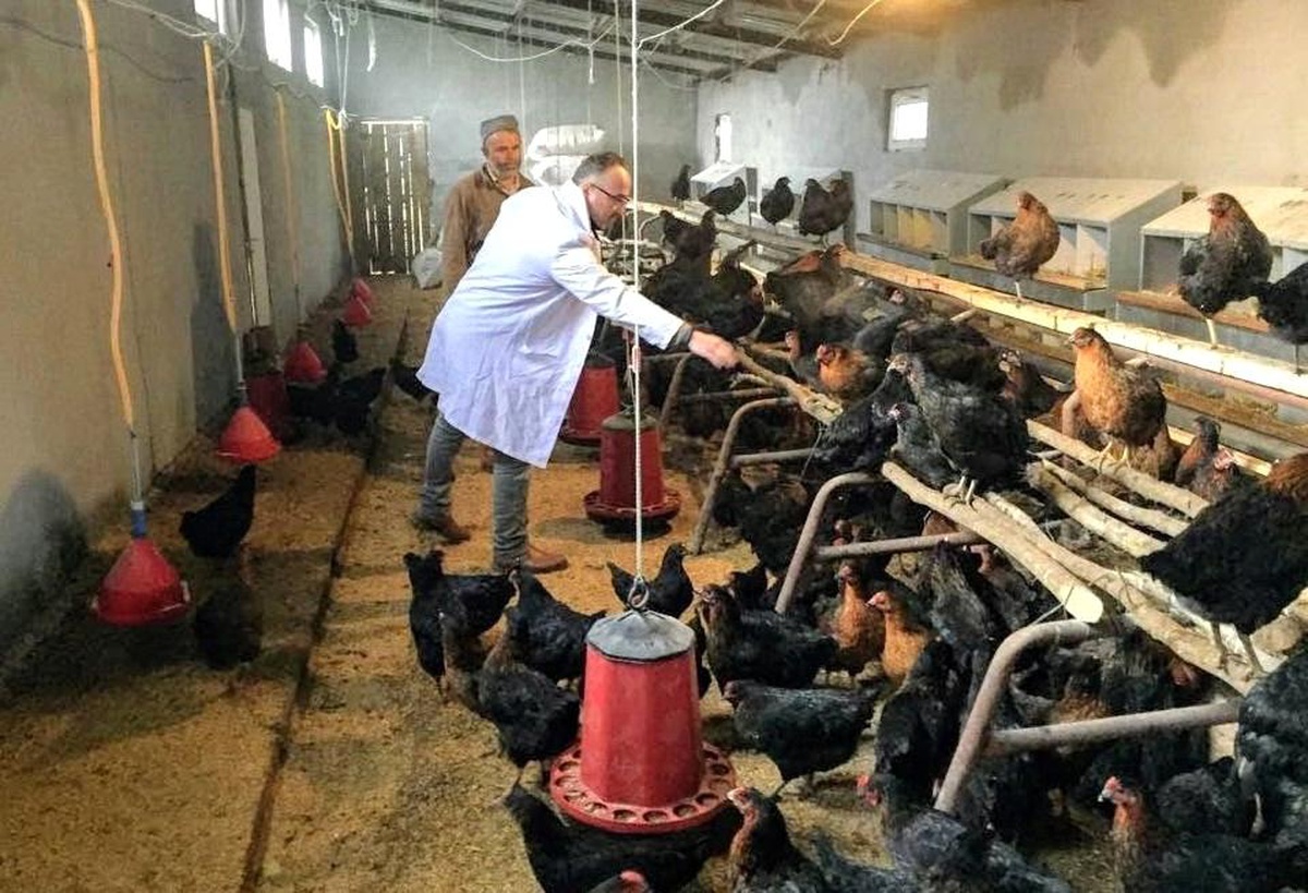 Çiftçilere yüzde 50 hibeli tavuk desteği