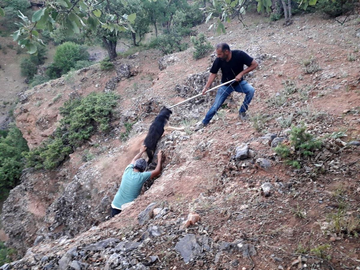 Çukurda mahsur kalan köpek kurtarıldı