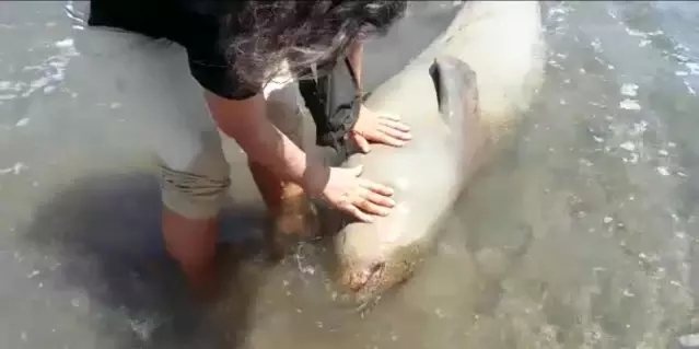 Demre'de ağzından kan gelen ölü Akdeniz Foku kıyıya vurdu