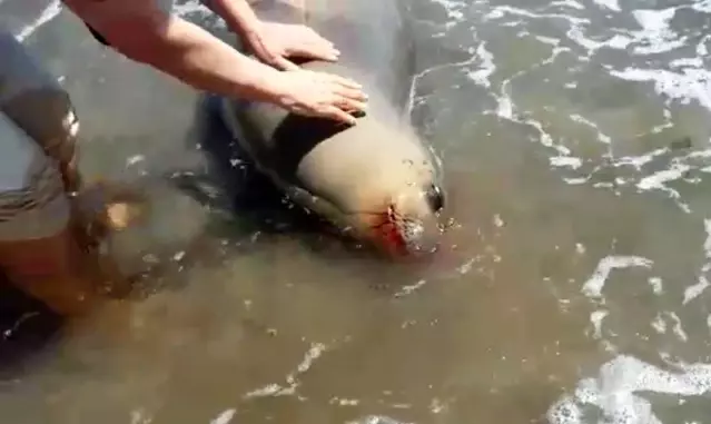 Demre'de ağzından kan gelen ölü Akdeniz Foku kıyıya vurdu