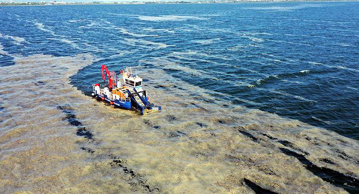 İzmit Körfezi\'nde 50 günde 150 ton deniz salyası toplandı
