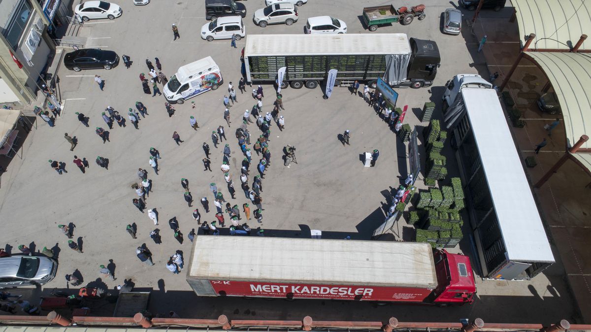 Son dakika haber! Kahramankazan Belediyesinden çiftçilere fide desteği