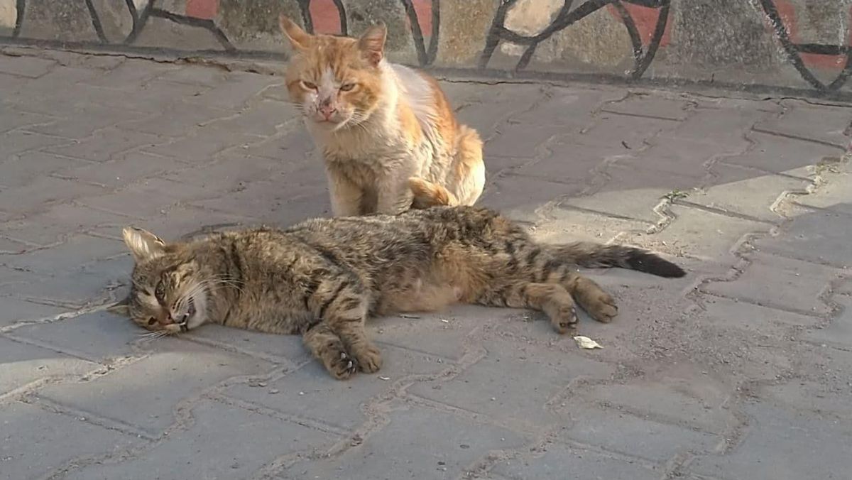Kediden hayat dersi