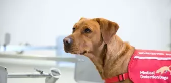 Köpeklerin Covid-19'u PCR testlerinden daha iyi teşhis edebildiği keşfedildi