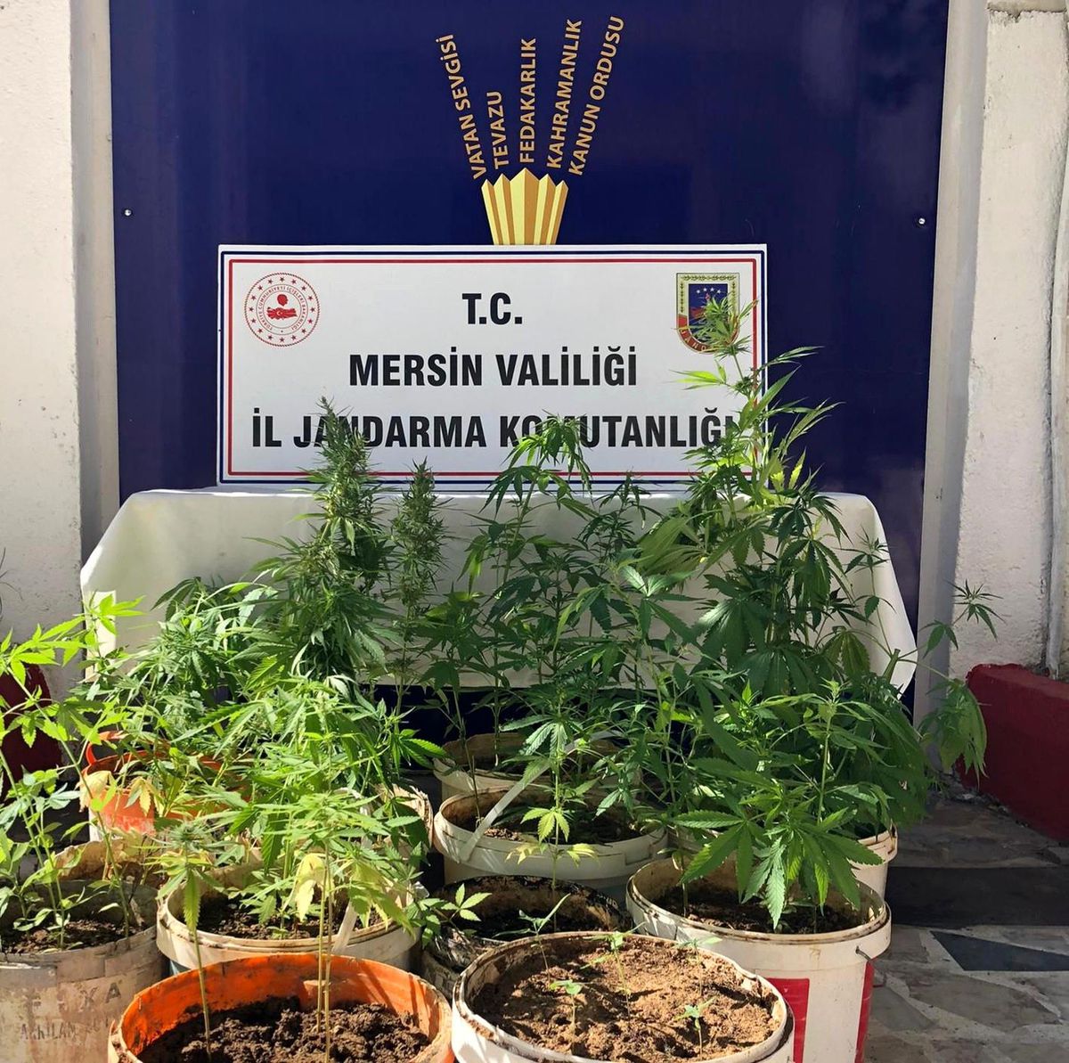 Mersin\'de 259 kök kenevir bitkisi ele geçirildi