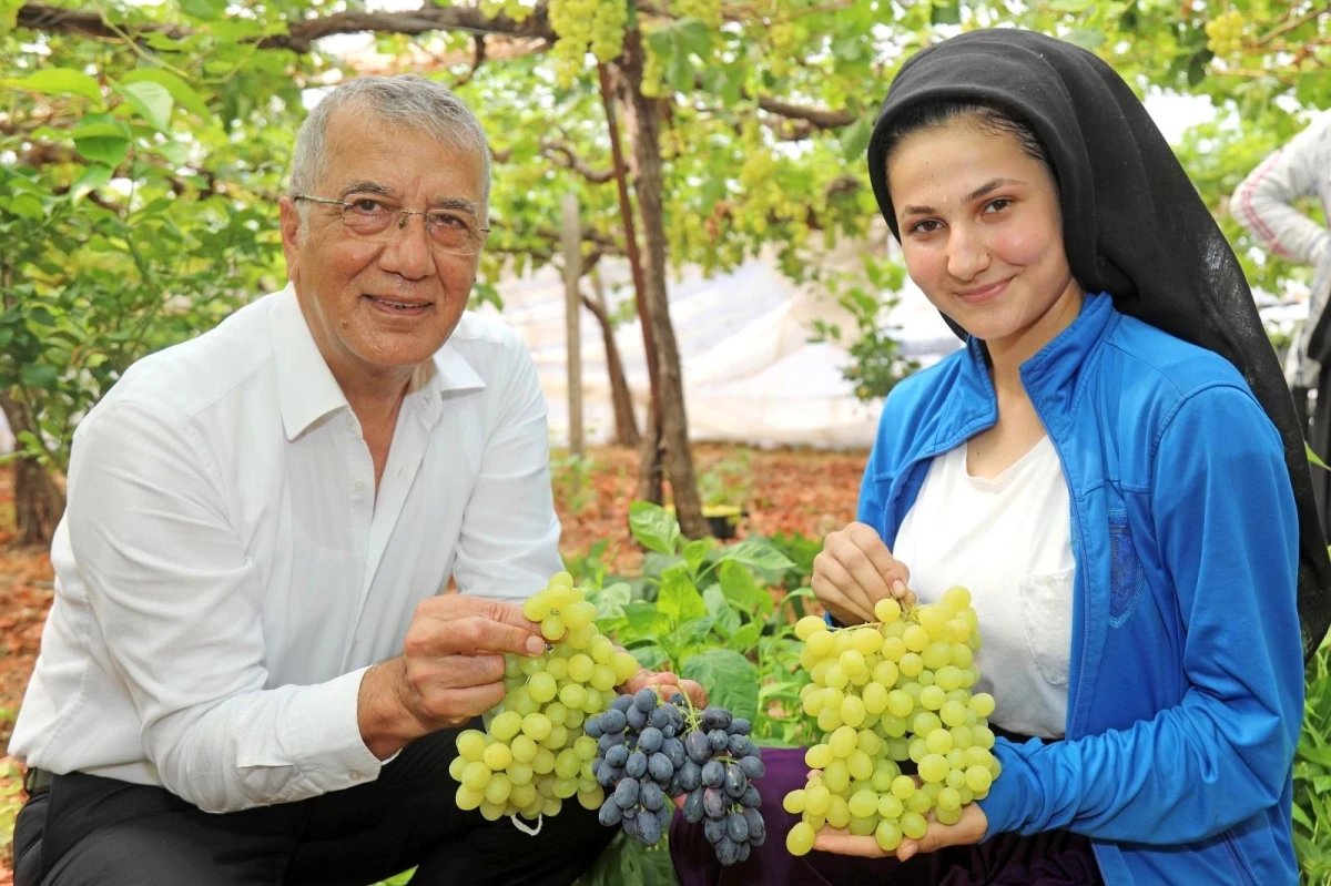 Mezitli\'de örtü altı üzüm hasadı başladı