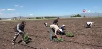 Muş'ta karpuz fideleri toprakla buluşturuluyor