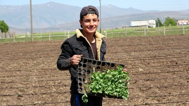 Muş'ta karpuz fideleri toprakla buluşturuluyor