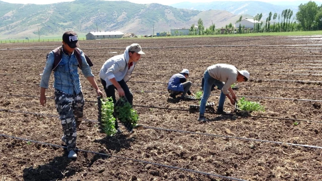 Muş'ta karpuz fideleri toprakla buluşturuluyor