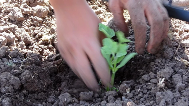 Muş'ta karpuz fideleri toprakla buluşturuluyor