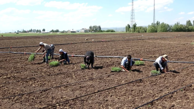 Muş'ta karpuz fideleri toprakla buluşturuluyor