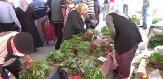 Organik fide pazarına yoğun ilgi