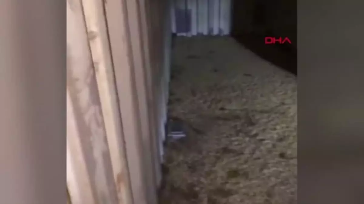 Avustralya\'da fare istilasına \'5 bin litrelik zehir\' çözümü