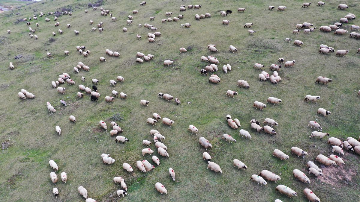 Baba mesleğini sürdüren çobanlar, sürüleriyle Karadeniz yaylalarına çıkmaya başladı