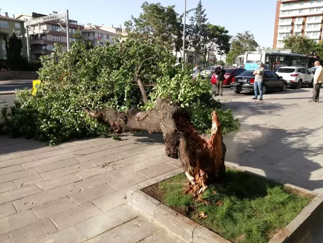 Baskent Te Sert Esen Ruzgardan Dolayi Devrilen Agac Iki Aracin Uzerine Yikildi Son Dakika