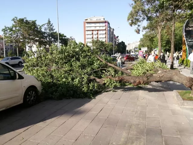 Baskent Te Sert Esen Ruzgardan Dolayi Devrilen Agac Iki Aracin Uzerine Yikildi Son Dakika