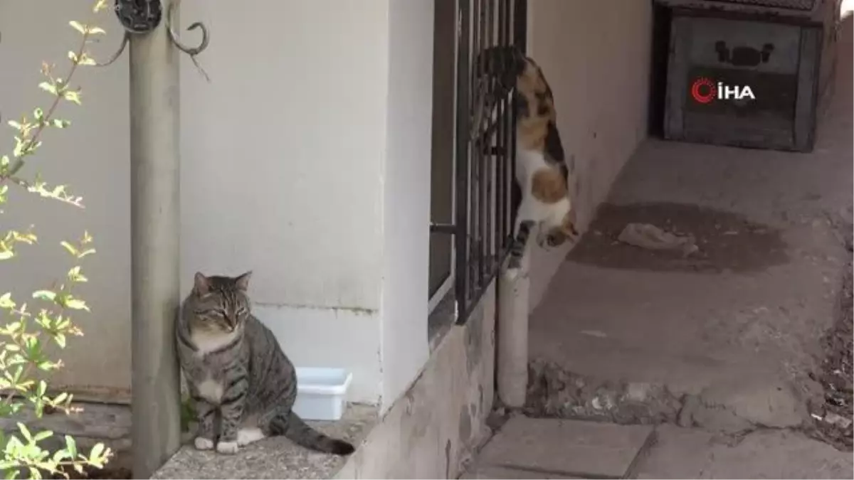 Beslediği kediyi pencere korkuluğunda asılı bulunca gözyaşlarına boğuldu