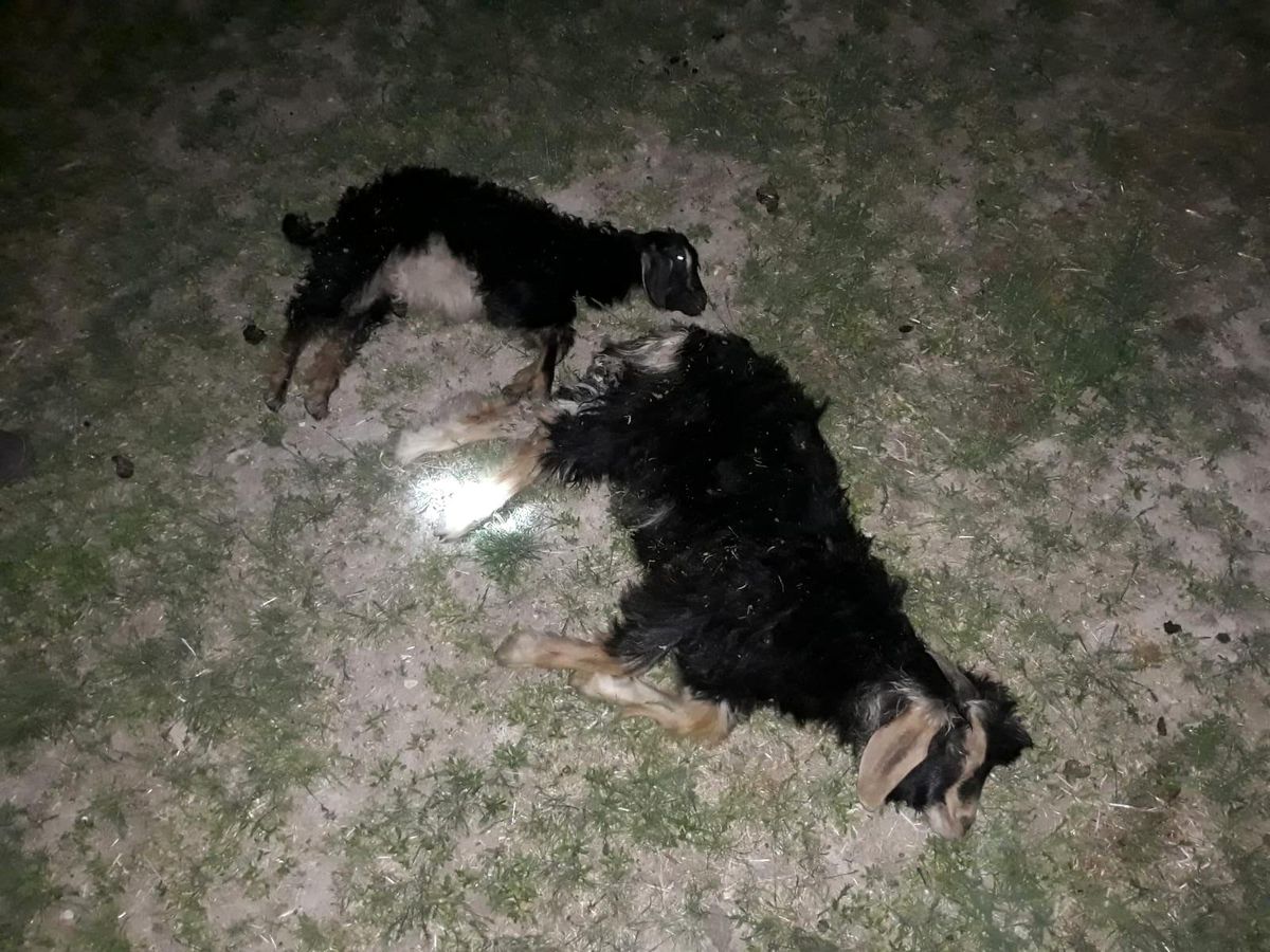 Bulanık\'ta sokak köpekleri 4 oğlağı telef etti