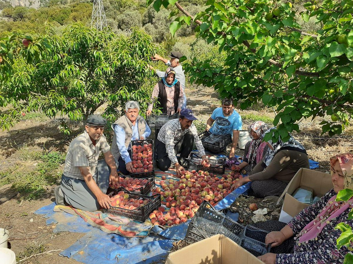 Çamlıyayla\'da erkenci şeftali hasadı başladı