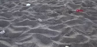 'Caretta carettalar, poşetleri denizanası diye yiyor'