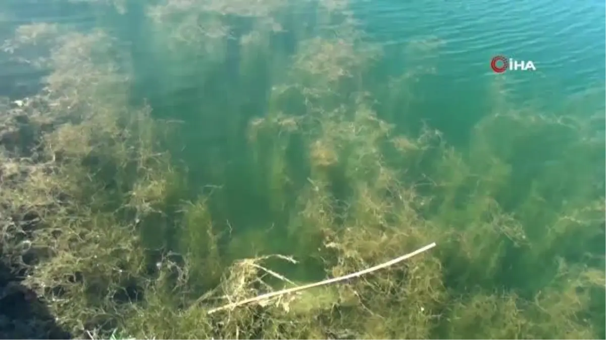 Dünyaca ünlü turizm merkezi Titreyengöl can çekişiyor, balıklar ölüyor